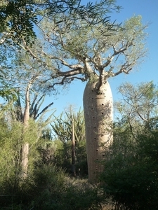 7g Ifaty omg., Reniala baobab park _P1190014