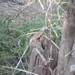 7g Ifaty omg., Reniala baobab park _P1190020