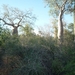7g Ifaty omg., Reniala baobab park _P1190022