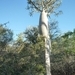 7g Ifaty omg., Reniala baobab park _P1190023