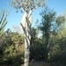 7g Ifaty omg., Reniala baobab park _P1190024