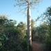 7g Ifaty omg., Reniala baobab park _P1190026