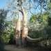 7g Ifaty omg., Reniala baobab park _P1190027