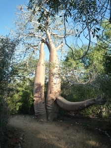 7g Ifaty omg., Reniala baobab park _P1190027