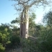 7g Ifaty omg., Reniala baobab park _P1190029
