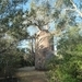 7g Ifaty omg., Reniala baobab park _P1190031