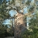 7g Ifaty omg., Reniala baobab park _P1190032