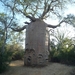 7g Ifaty omg., Reniala baobab park _P1190035
