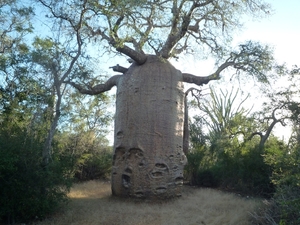 7g Ifaty omg., Reniala baobab park _P1190035