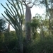7g Ifaty omg., Reniala baobab park _P1190036