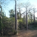 7g Ifaty omg., Reniala baobab park _P1190037