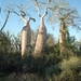 7g Ifaty omg., Reniala baobab park _P1190039