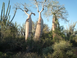 7g Ifaty omg., Reniala baobab park _P1190039