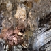 239 Nerja grotten