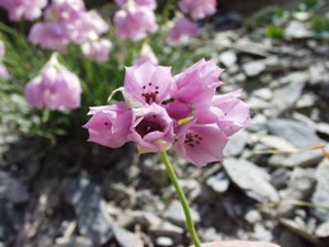 Allium Narcissiflorum