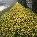 Begin van de Lente - maart 2014 - Veurne