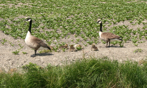 familie op wandel in Bulskamp - mei 2014
