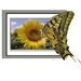 Vlinder_bloem