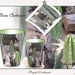 Cactus project