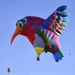 hummingbird Balloon