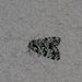 Gevlekte groenuil - Moma alpium IMG-0228
