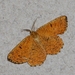 Oranje iepentakvlinder -IMG-1379