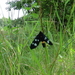 Phegea vlinder (amata phegea)