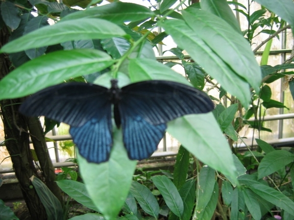 mooie grote vlinder