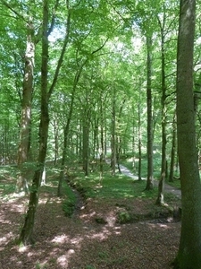 40-Arboretum-zonin-Tervuren