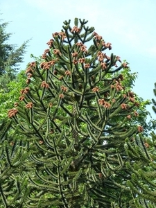 47-Araucaria of apeboom
