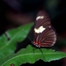 0717_vlinder