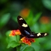 1833_vlinder