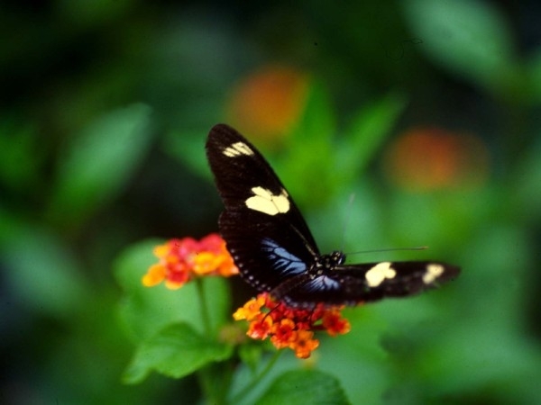 1833_vlinder