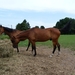 33-Paarden met Belgische stempels...