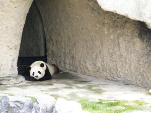 2014_06_17 Pairi Daiza 134