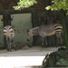 14) Etende zebra's