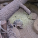 26) Bij de schildpadden