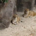 27) Rustende leeuwen