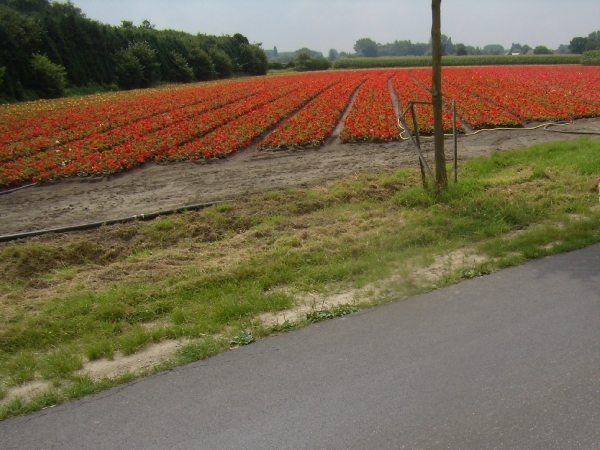 2014-07-26 KKT fietsen Schelde -Wetteren_0014