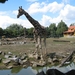 Olmense Zoo 156