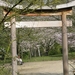 Bloesems in de Japanse tuin 002