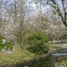 Bloesems in de Japanse tuin 006