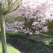 Bloesems in de Japanse tuin 010