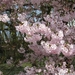 Bloesems in de Japanse tuin 023