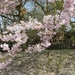 Bloesems in de Japanse tuin 024