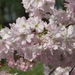 Bloesems in de Japanse tuin 028