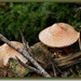 Gebundelde Champignonparasol - Leucoagaricus bresadolae IMG-0637