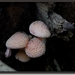 Zalmzwam - Rhodotus palmatus IMG-0192