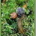 Zwarte Truffelknotszwam - Cordyceps ophioglossoides  IMG-0394