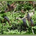 Zwarte Truffelknotszwam - Cordyceps ophioglossoides IMG-0546